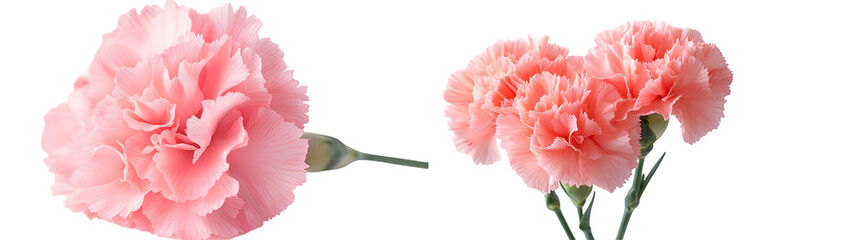 Pink carnation flower isolated on a transparent background