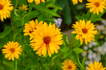 Heliopsis sunflower-shaped (Latin Heliopsis helianthoides) with yellow flowers on a background of green leaves on a clear sunny day. Flora plants flowers.