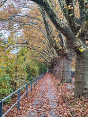 Autumn landscape of river Sihl on Zurich, Switzerland