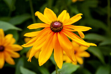 Rudbeckia Amber (Latin Rudbeckia) with yellow flowers on a background of green leaves on a clear sunny day. Flora plants flowers.