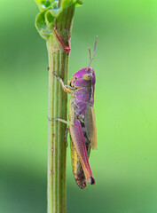 Erythristic Grasshopper – Rare Pink Morph on Green Stem