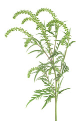 Ambrosia artemisiifolia - fresh ragweed plant in allergy season isolated on a white background. Common allergen.