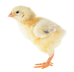 One small yellow chicken isolated on a white background