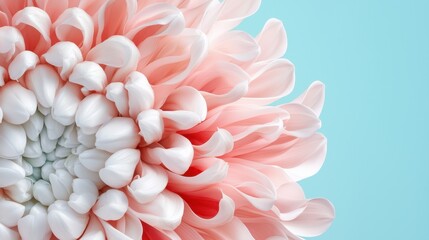 Obraz premium A close-up of a pink and white chrysanthemum flower against a pastel blue background.