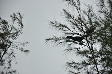 Crows perches on a tamarisk tree branch under a cloudy sky