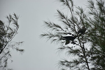 Crows perches on a tamarisk tree branch under a cloudy sky