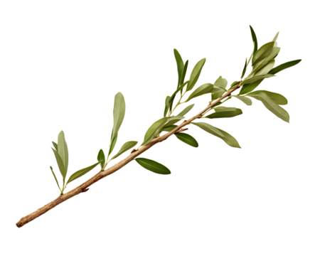 olive tree twig branch
