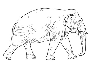 Hand drawn elephant vector illustration,Outline drawing of an Asia Elephant. Elephant Vector Illustration,elephan linear hand drawing Vector Illustration.