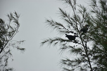 Crows perches on a tamarisk tree branch under a cloudy sky