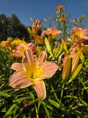 Daylilies Blooming in Sunny Summer Garden. Bright peach and yellow daylilies blooming under clear blue sky in a lush summer garden, full of color and life