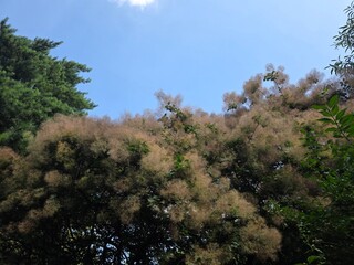 Obraz premium Cotinus coggygria smoke tree blooming in summer. Cotinus coggygria, known as the smoke tree, with fluffy pinkish plumes against a blue sky. Ornamental plant native to southern Europe and Asia