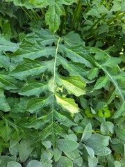 Silphium Perfoliatum Leaf Close-Up in Garden. Detailed close-up of a deeply lobed leaf from the Silphium perfoliatum plant, surrounded by dense green foliage in summer