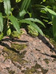 Two Green Frogs Resting on Mossy Rock. Pair of green frogs sunbathing on a moss-covered rock surrounded by lush garden plants in a natural outdoor setting