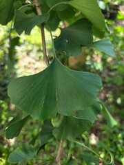 Close-up of Ginkgo Biloba Leaf Outdoors. Detailed view of a green Ginkgo biloba leaf on a tree...