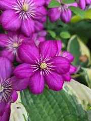 Vibrant Purple Clematis Flowers in Bloom. Close-up of vivid purple clematis flowers surrounded by green foliage, perfect for nature, gardening, or floral-themed designs