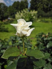 White Rosebud in Blooming Garden Landscape. Elegant white rosebud standing tall in a lush green garden, symbolizing purity, peace, and natural beauty in summer sunlight