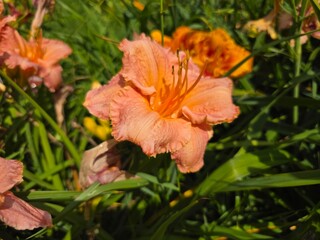 Hemerocallis fulva – Peach-Colored Daylily Flower in Summer Garden. Hemerocallis fulva, also called orange or ditch lily, a hardy ornamental and medicinal plant native to East Asia, with edible flower