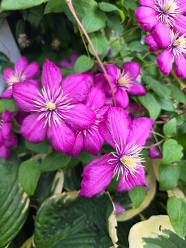 Clematis &times; jackmanii &ndash; Purple Clematis Vine Flowering in Garden. Clematis &times; jackmanii, a popular ornamental vine hybrid with bright purple star-shaped flowers, widely cultivated in temperate gardens