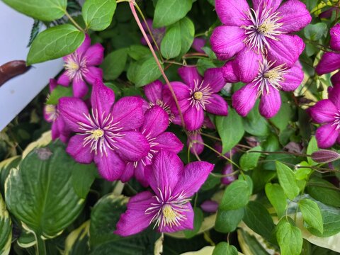 Clematis jackmanii &ndash; Purple Clematis Vine in Full Bloom. Clematis &times; jackmanii, a popular garden vine with large purple flowers, widely cultivated in temperate regions for vertical decoration