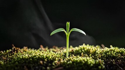A small green seedling emerging from moist soil, bathed in soft dramatic light, symbolizing growth, hope, and new beginnings in nature.
