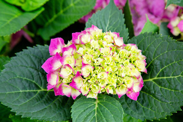 Hydrangea bush (Latin Hydrangea) with beautiful pink flowers on a background of green leaves. Flora plants flowers.