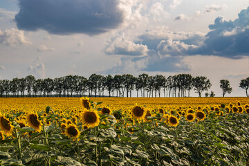 field of sunflowers