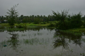 Lush green field with tamarisk trees and a small pond under a cloudy sky.