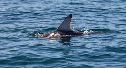 A sleek, dark-colored fin cleaves the surface of a calm ocean, its motion creating small splashes around its base as it moves