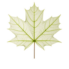 Fototapeta premium Realistic Maple Leaf - Green, White, Brown