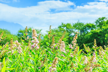 トンボの楽園 © Misaki Kasao