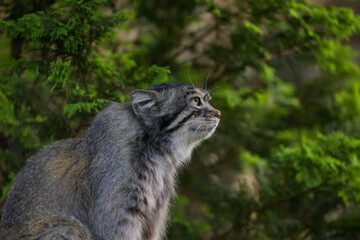 孤高のマヌル、思索中