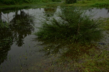Lush green field with tamarisk trees and a small pond under a cloudy sky.