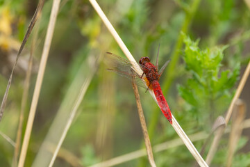 scarlet dragonfly or fire dragonfly (Crocothemis erythraea) perching on dry gras