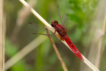 scarlet dragonfly or fire dragonfly (Crocothemis erythraea) perching on dry gras