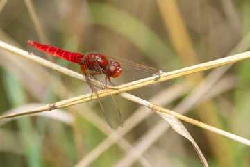 scarlet dragonfly or fire dragonfly (Crocothemis erythraea) perching on dry gras