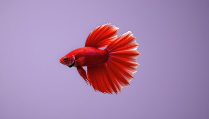 Red Fish Swimming White Background