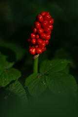 ripe red berries of cuckoopint or jack-in-the-pulpit (Arum maculatum)