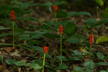 Several cuckoopint or jack-in-the-pulpit (Arum maculatum) with ripe red berries on growing on the dark forest ground
