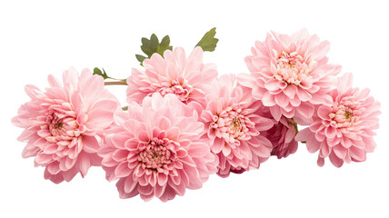 Title: Soft Light Pink Flowers in Gentle Bloom Isolated Against Pure White Background