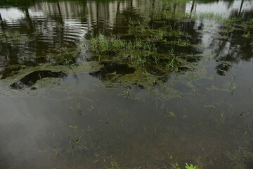 A tranquil coastal wetland pond in Bangladesh, with lush aquatic vegetation and reflections of Casuarina trees on the water's surface.