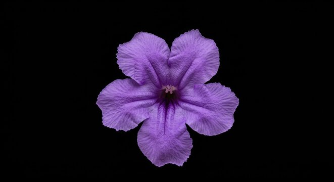 Isolated purple ruellia flower on a stark black backdrop offering visual contrast and floral