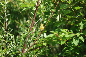 Wild Yellow Warbler on Thin Branch in Lush Green Habitat (Setophaga petechia)