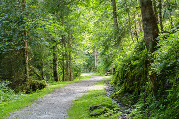 Ein Wanderweg durch einen Wald