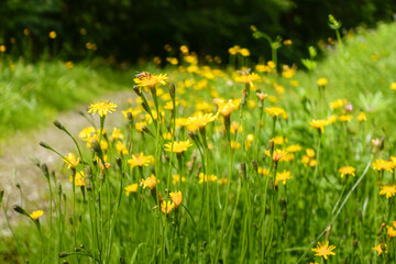 Blumen- und Kräuterwiese im Sommer