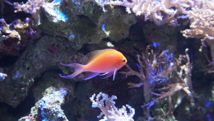 Coral Reefs and Marine Life: A Colorful World Beneath the Ocean and the Ethereal Beauty of Jellyfish
