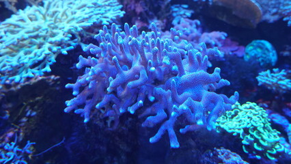 Coral Reefs and Marine Life: A Colorful World Beneath the Ocean and the Ethereal Beauty of Jellyfish