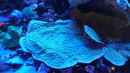 Obraz premium Coral Reefs and Marine Life: A Colorful World Beneath the Ocean and the Ethereal Beauty of Jellyfish