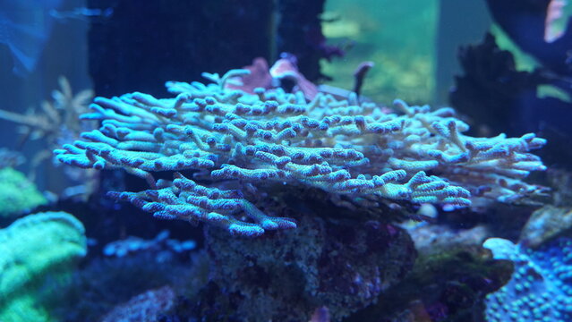 Coral Reefs and Marine Life: A Colorful World Beneath the Ocean and the Ethereal Beauty of Jellyfish