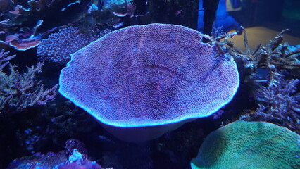 Coral Reefs and Marine Life: A Colorful World Beneath the Ocean and the Ethereal Beauty of Jellyfish