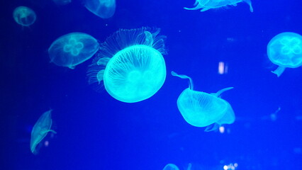 Coral Reefs and Marine Life: A Colorful World Beneath the Ocean and the Ethereal Beauty of Jellyfish